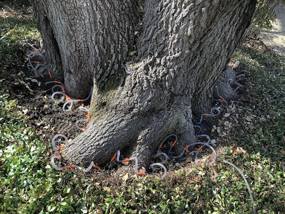 Detailed Tree Cabling and Bracing job site in Bluford